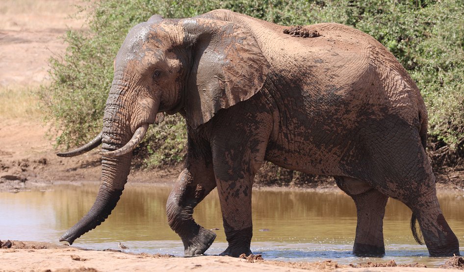 Elefanten im Tsavo Ost