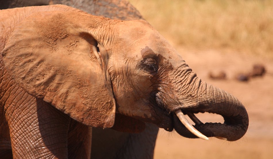 Elefanten im Tsavo Ost