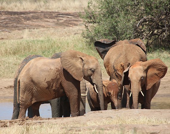 Elefanten im Tsavo Ost