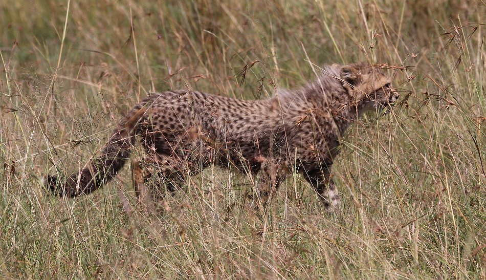 Gepardin Neema mit drei Jungen, Masai Mara