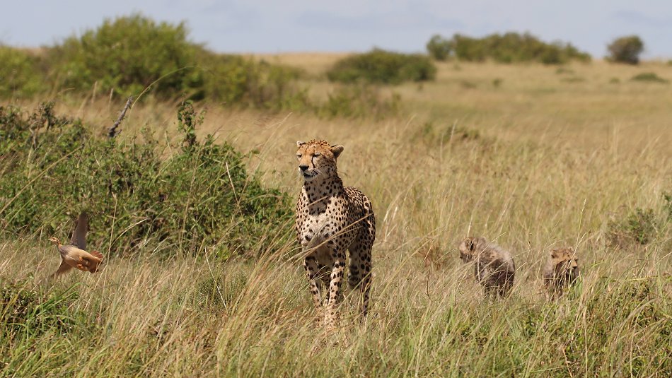 Gepardin Neema mit drei Jungen, Masai Mara