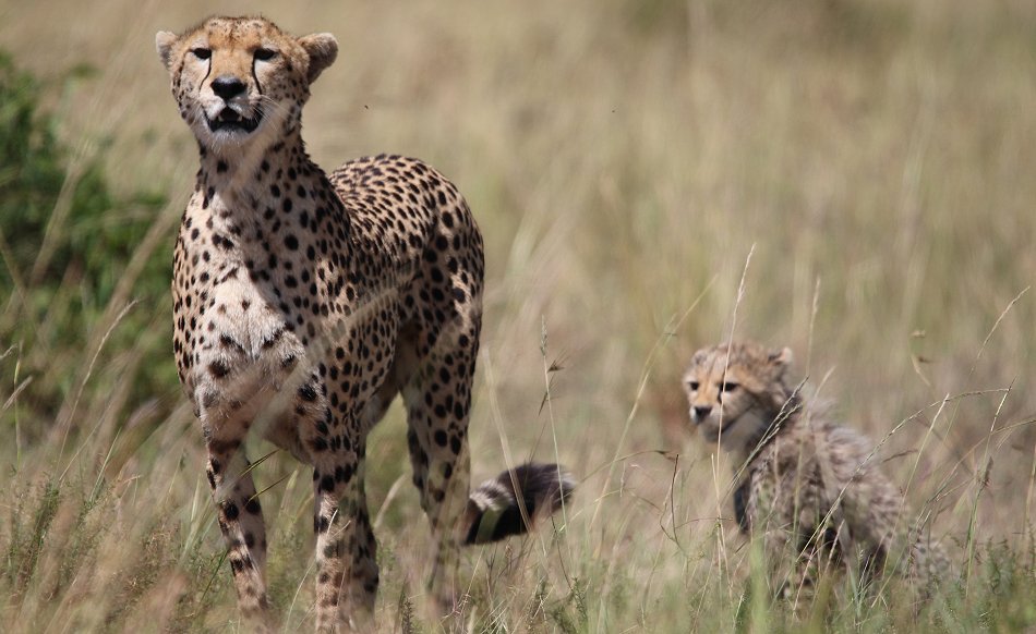 Gepardin Neema mit drei Jungen, Masai Mara