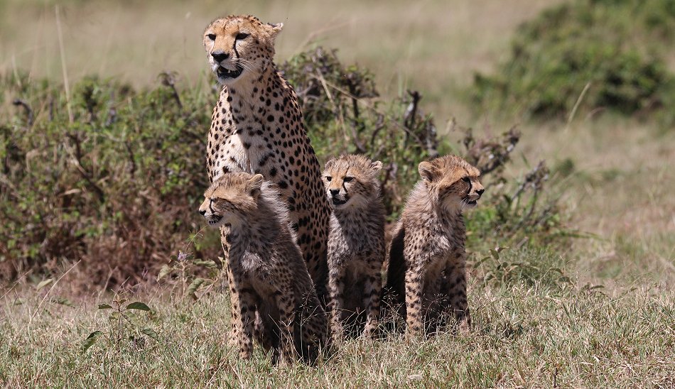 Geparden, Cheetah Neema und ihre Jungen 22.März 2021