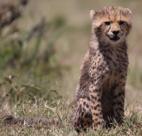 Gepardin Neema mit drei Jungen, Masai Mara