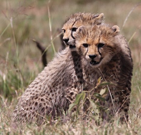 Gepardin Neema mit drei Jungen, Masai Mara
