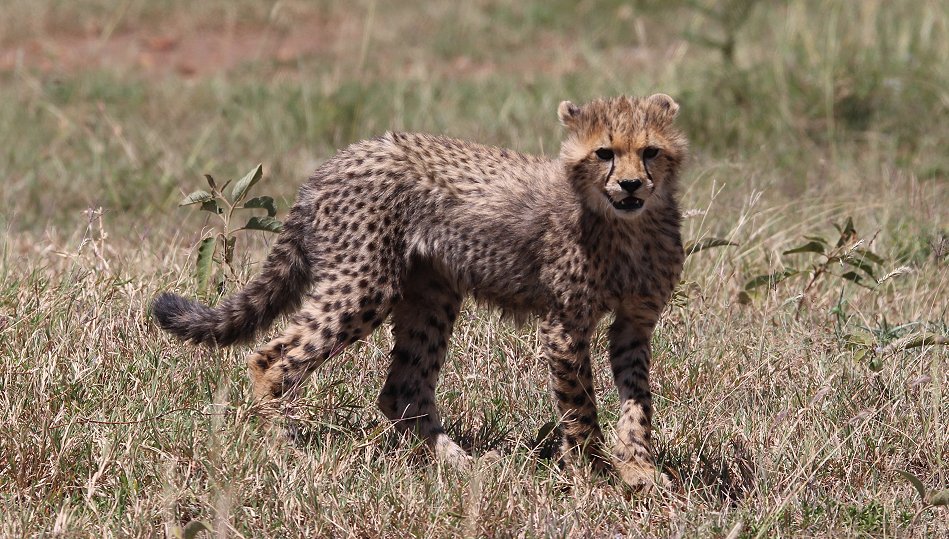 Gepardin Neema mit drei Jungen, Masai Mara