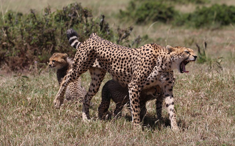 Gepardin Neema mit drei Jungen, Masai Mara