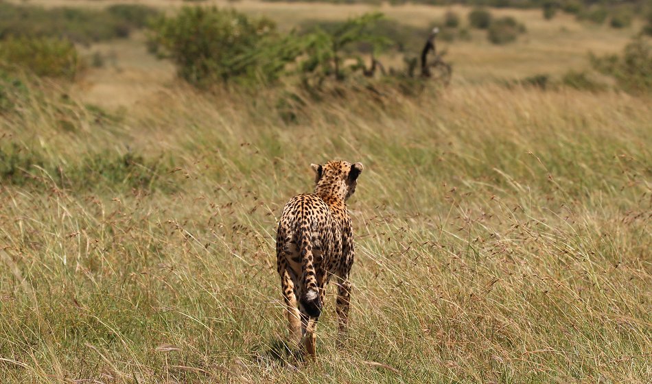 Gepardin Neema mit drei Jungen, Masai Mara