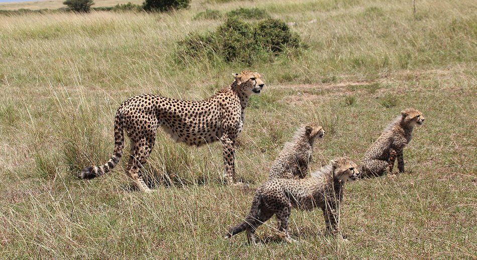 Gepardin Neema mit drei Jungen, Masai Mara