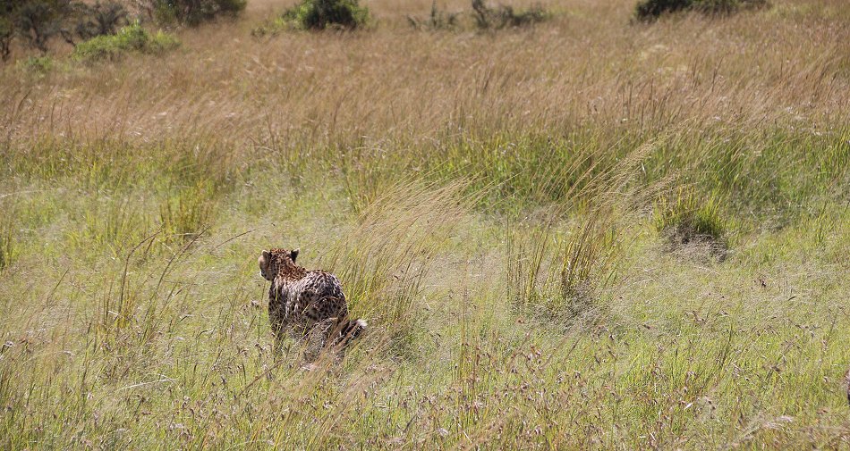 Gepardin Neema mit drei Jungen, Masai Mara