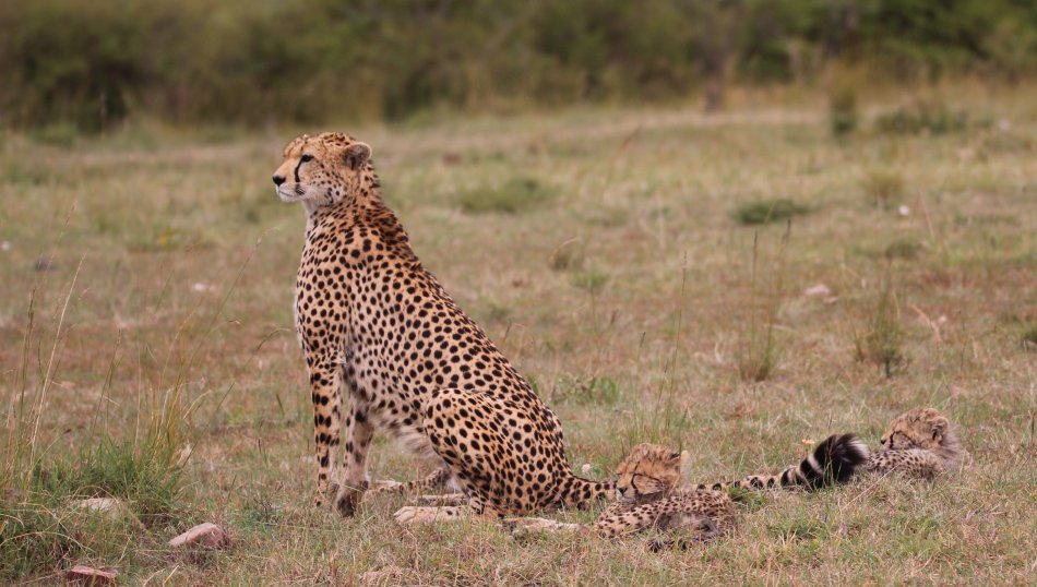 Mara Bush Camp - Ol Kiombo - Masai Mara