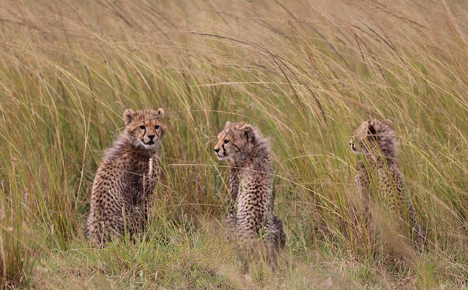 Mara Bush Camp - Ol Kiombo - Masai Mara