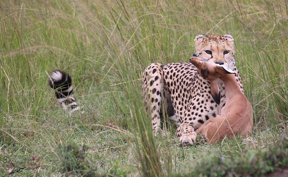 Mara Bush Camp - Ol Kiombo - Masai Mara