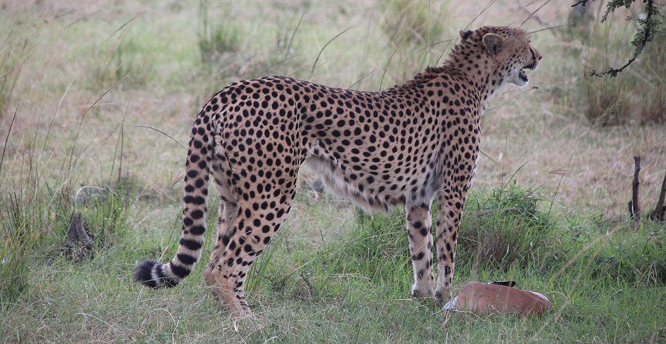 Mara Bush Camp - Ol Kiombo - Masai Mara