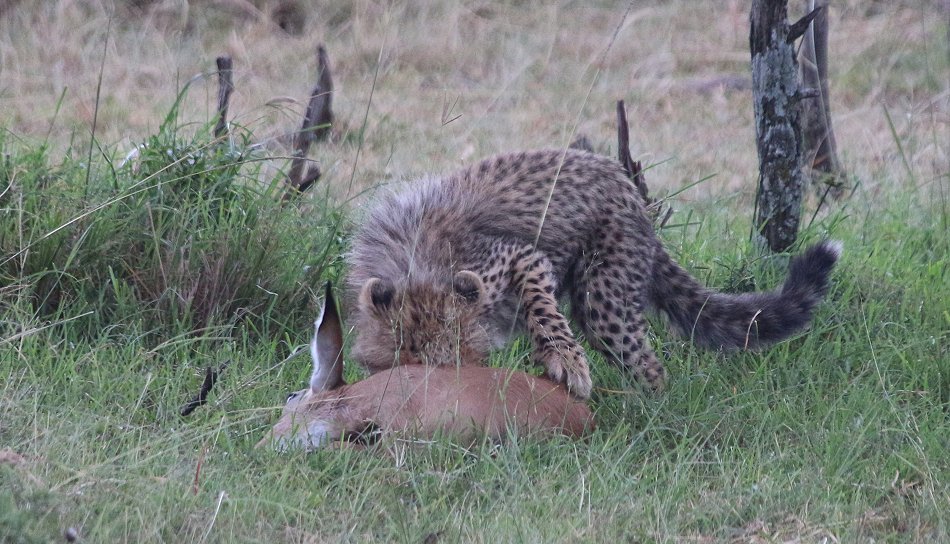 Mara Bush Camp - Ol Kiombo - Masai Mara