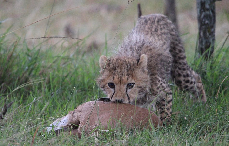 Mara Bush Camp - Ol Kiombo - Masai Mara
