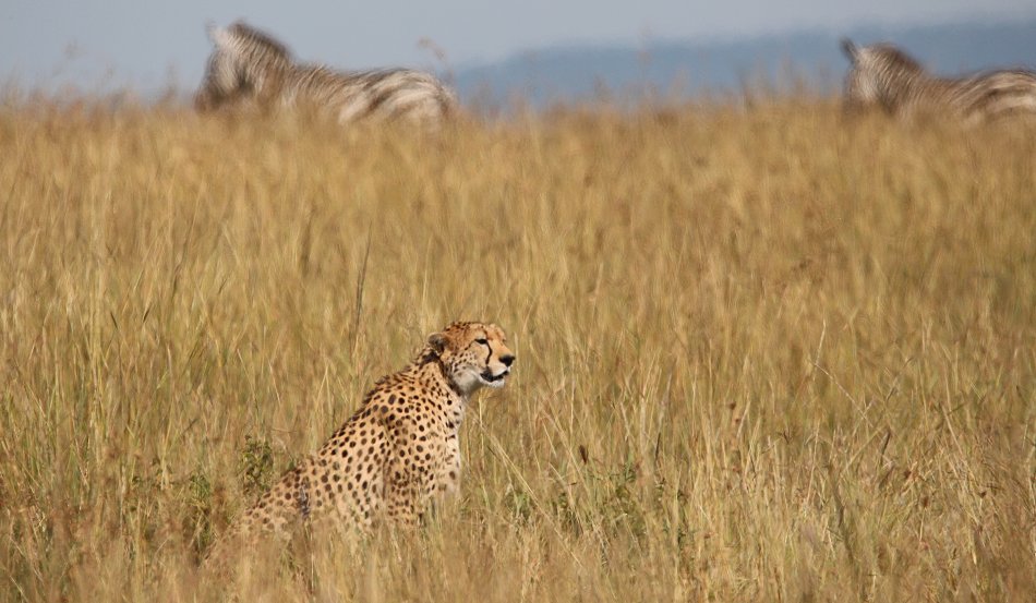 Gepardin Neema mit drei Jungen, Masai Mara