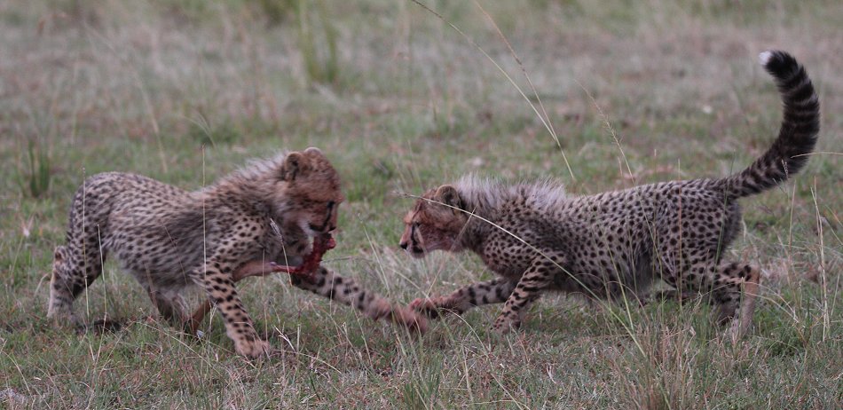 Mara Bush Camp - Ol Kiombo - Masai Mara