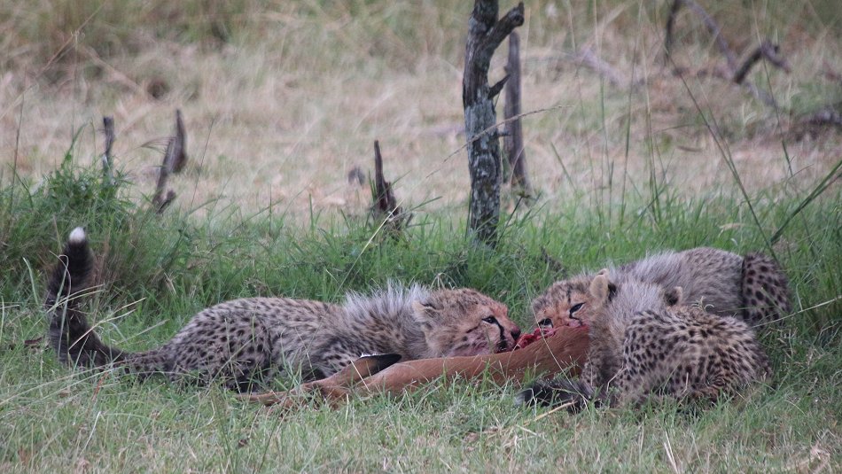 Mara Bush Camp - Ol Kiombo - Masai Mara