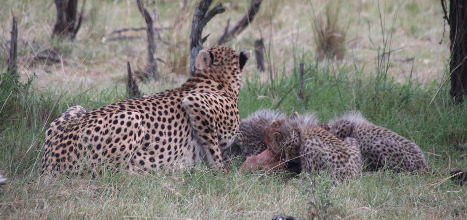 Mara Bush Camp - Ol Kiombo - Masai Mara