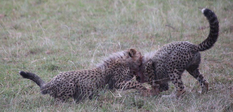 Mara Bush Camp - Ol Kiombo - Masai Mara