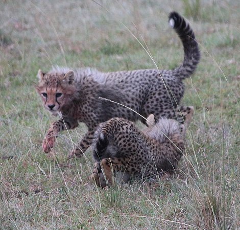 Mara Bush Camp - Ol Kiombo - Masai Mara