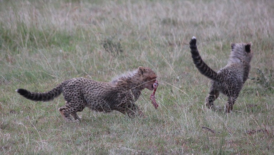 Mara Bush Camp - Ol Kiombo - Masai Mara