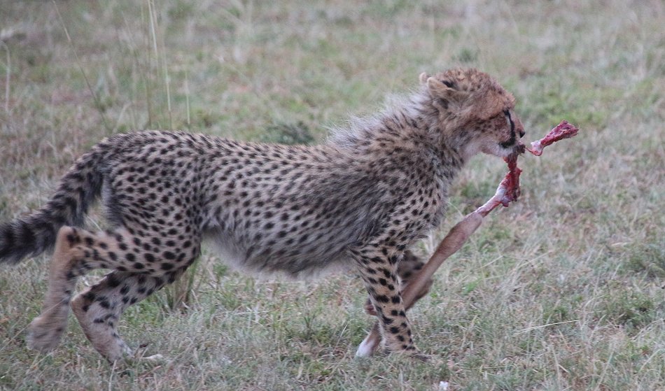 Mara Bush Camp - Ol Kiombo - Masai Mara