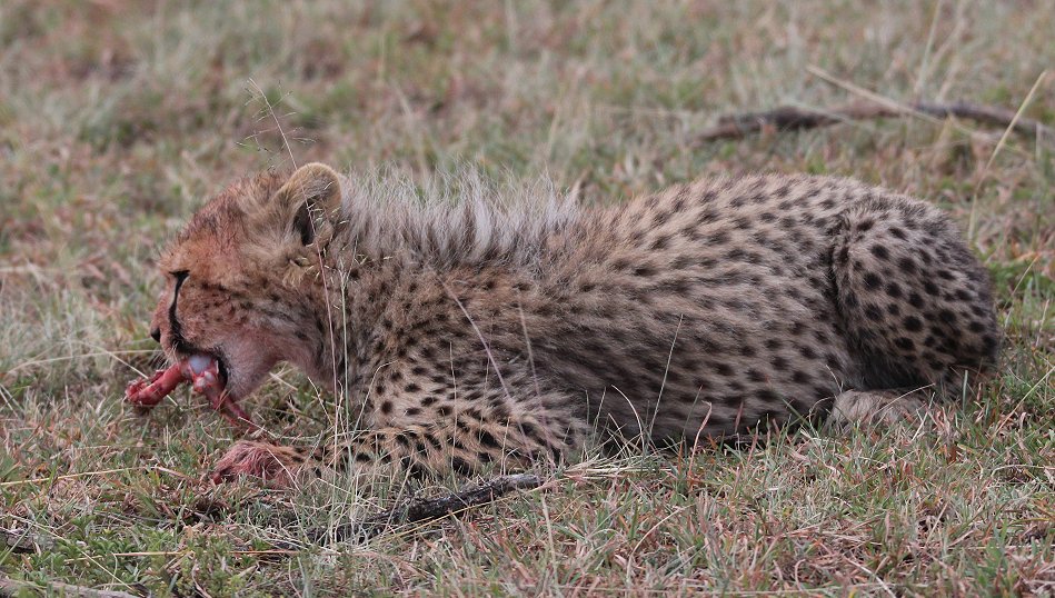 Mara Bush Camp - Ol Kiombo - Masai Mara