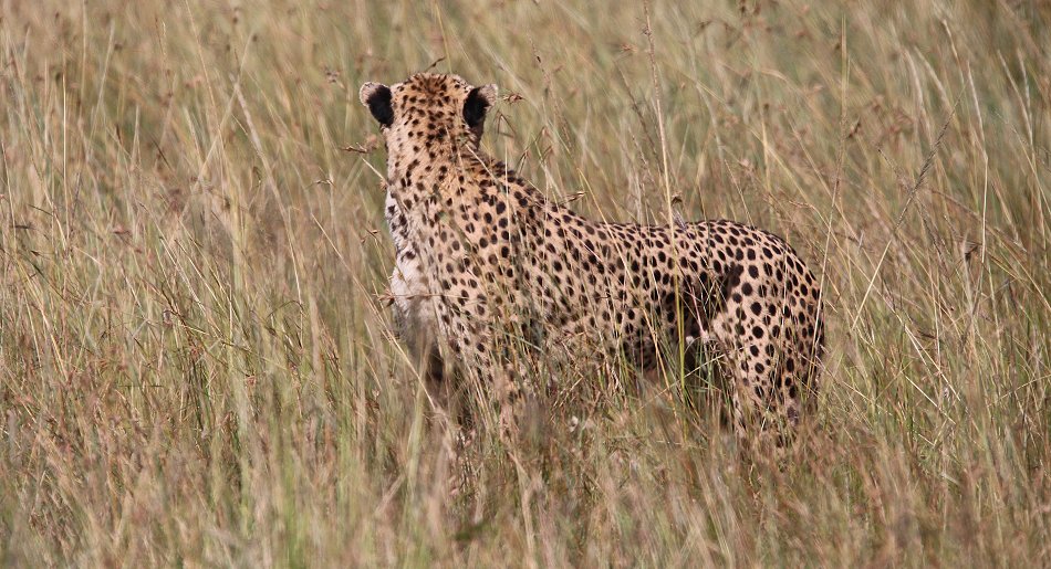 Gepardin Neema mit drei Jungen, Masai Mara
