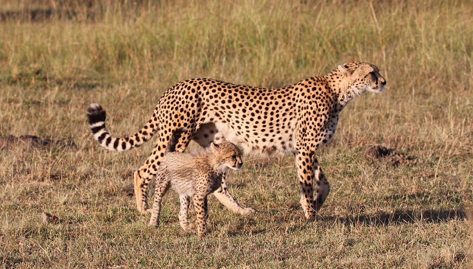 Gepardin Neema mit drei Jungen auf der Jagd