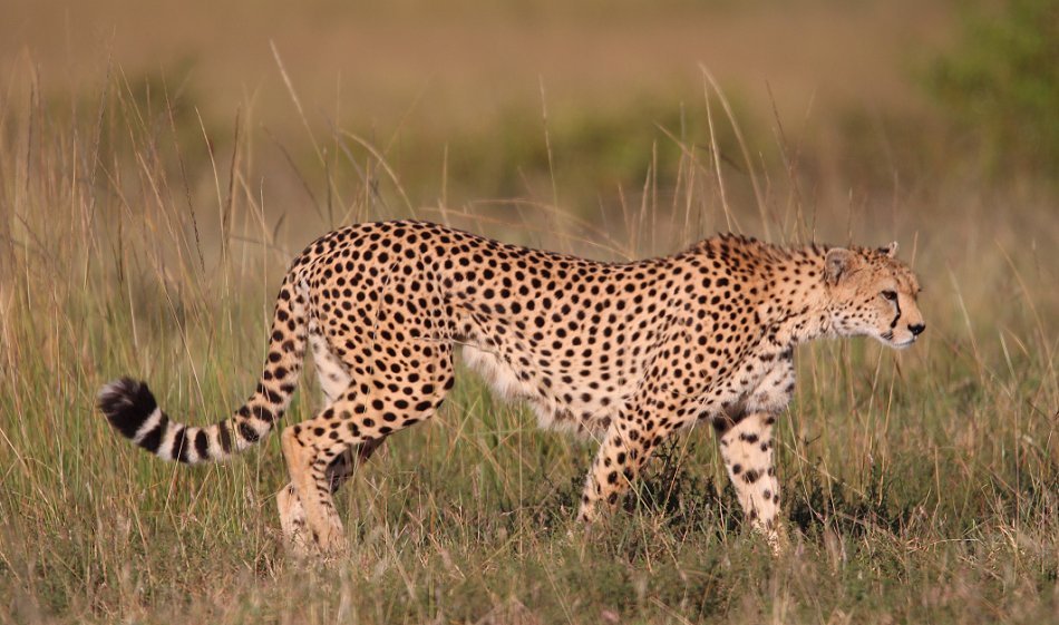 Gepardin Neema mit drei Jungen auf der Jagd