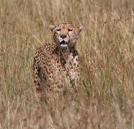 Gepardin Neema mit drei Jungen, Masai Mara