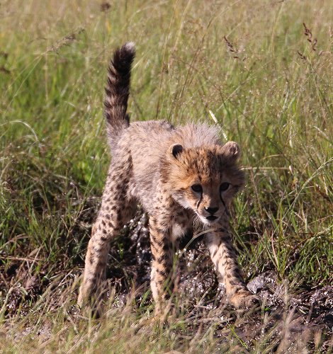 Gepardin Neema mit drei Jungen auf der Jagd