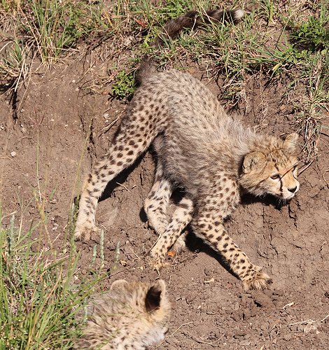 Gepardin Neema mit drei Jungen auf der Jagd