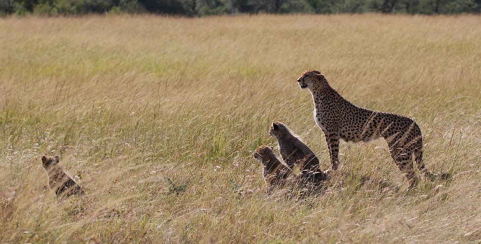 Gepardin Neema mit drei Jungen auf der Jagd