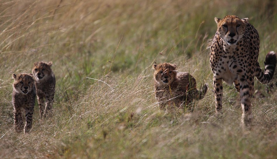 Gepardin Neema mit drei Jungen auf der Jagd