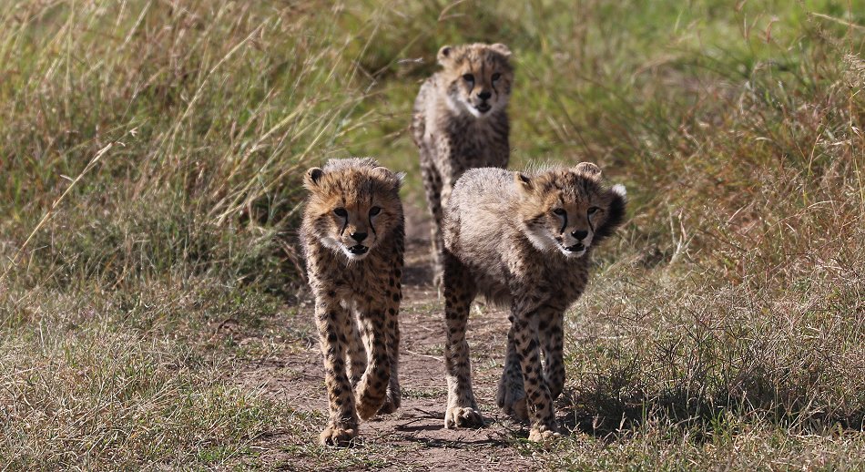 Gepardin Neema mit drei Jungen auf der Jagd