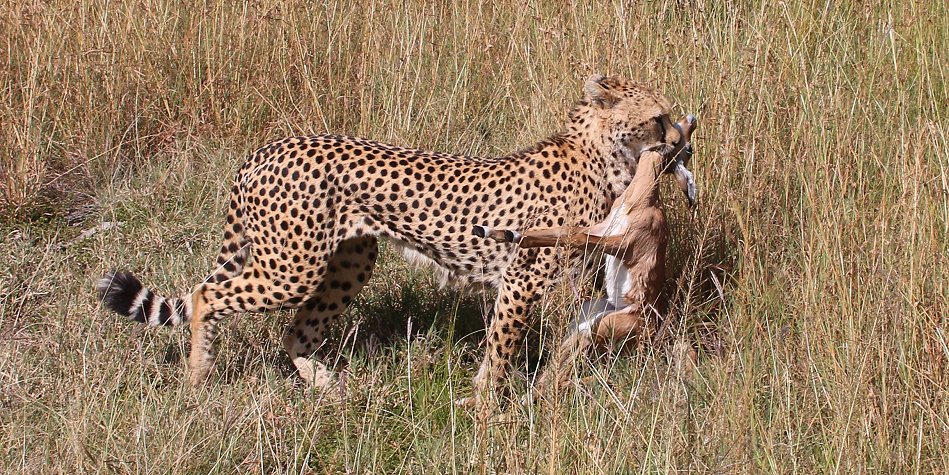 Gepardin Neema mit drei Jungen auf der Jagd