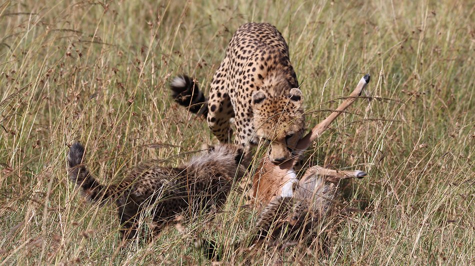 Gepardin Neema mit drei Jungen auf der Jagd
