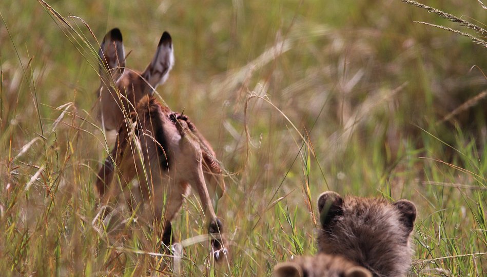 Gepardin Neema mit drei Jungen auf der Jagd