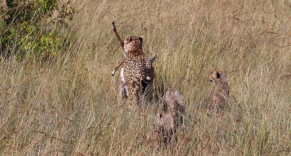 Gepardin Neema mit drei Jungen auf der Jagd