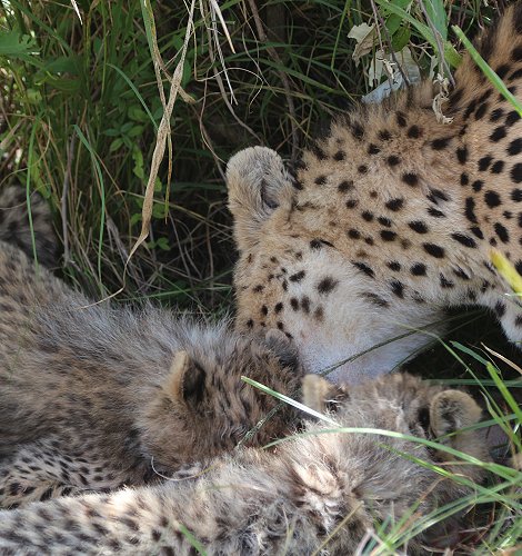Gepardin Neema mit drei Jungen auf der Jagd