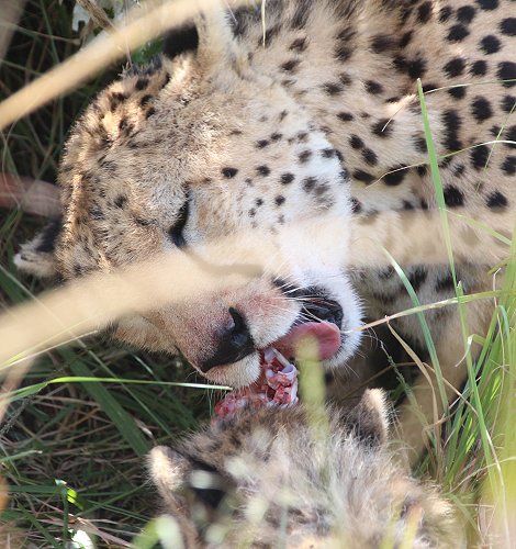 Gepardin Neema mit drei Jungen auf der Jagd