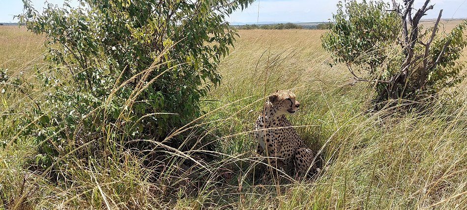 Gepardin Neema mit drei Jungen auf der Jagd