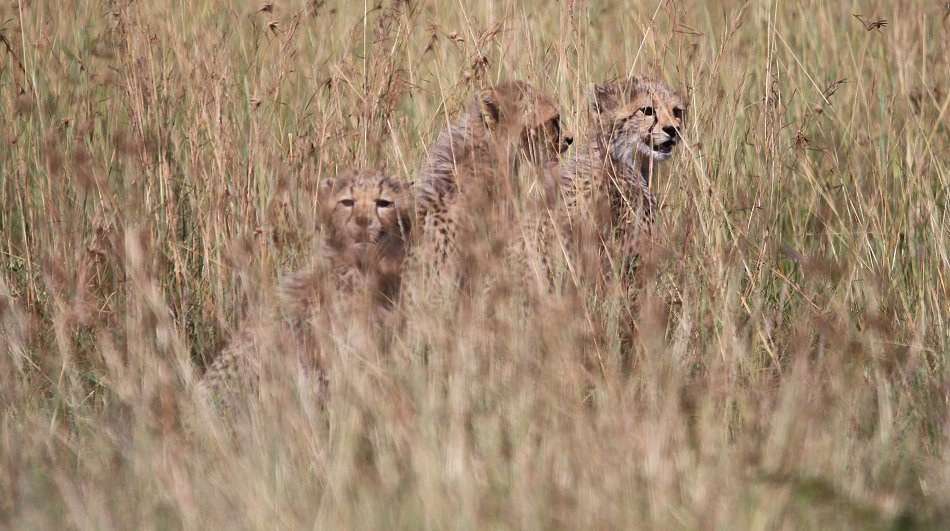 Gepardin Neema mit drei Jungen, Masai Mara