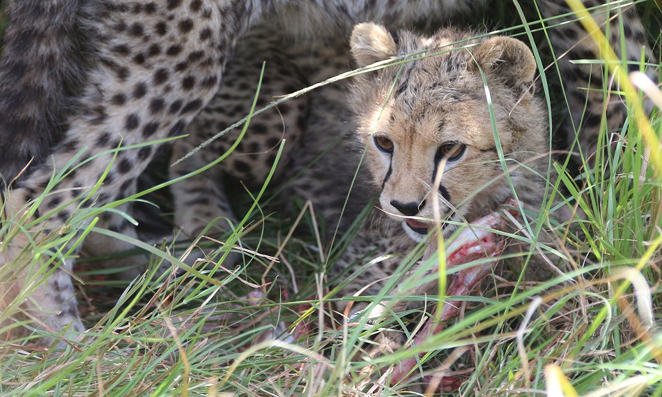 Gepardin Neema mit drei Jungen auf der Jagd