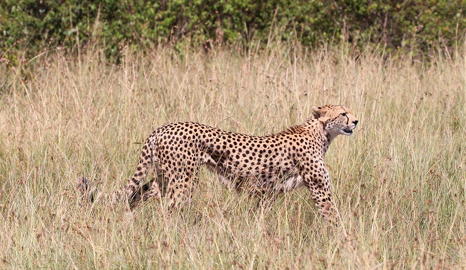 Gepardin Neema mit drei Jungen, Masai Mara