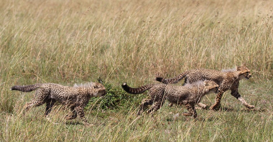 Gepardin Neema mit drei Jungen, Masai Mara