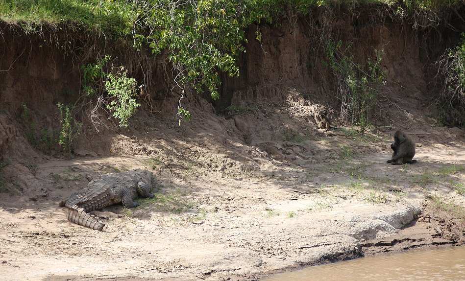 Mara Eden Safari Camp - Mara River - Masai Mara